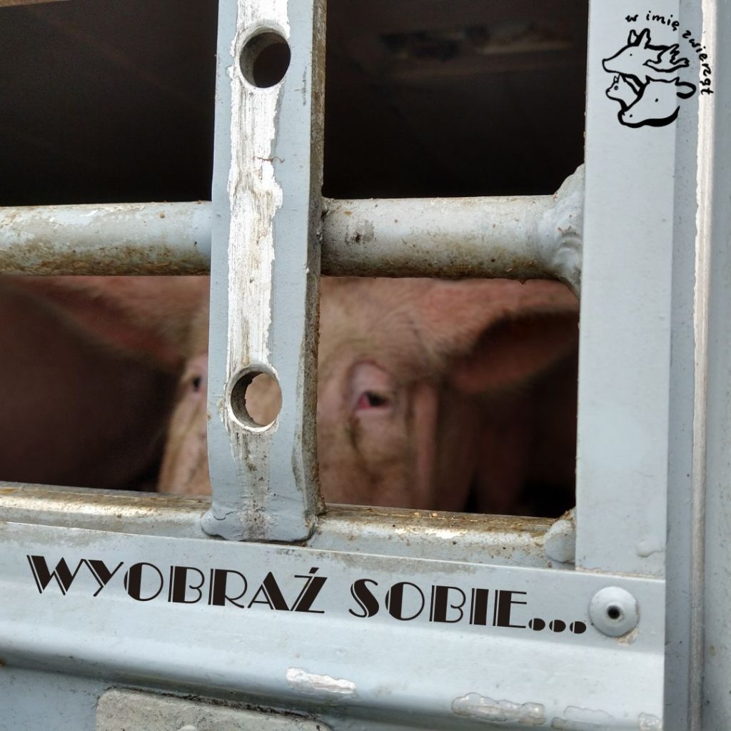 Zdjęcie świni w samochodzie wiozącym je do rzeźni w Kutnie.